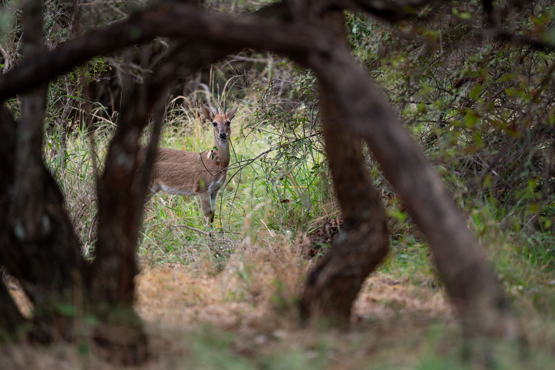 Safari Wildnis