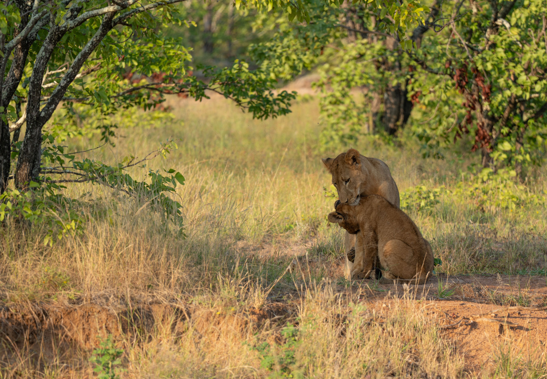 Safari Wildtiere