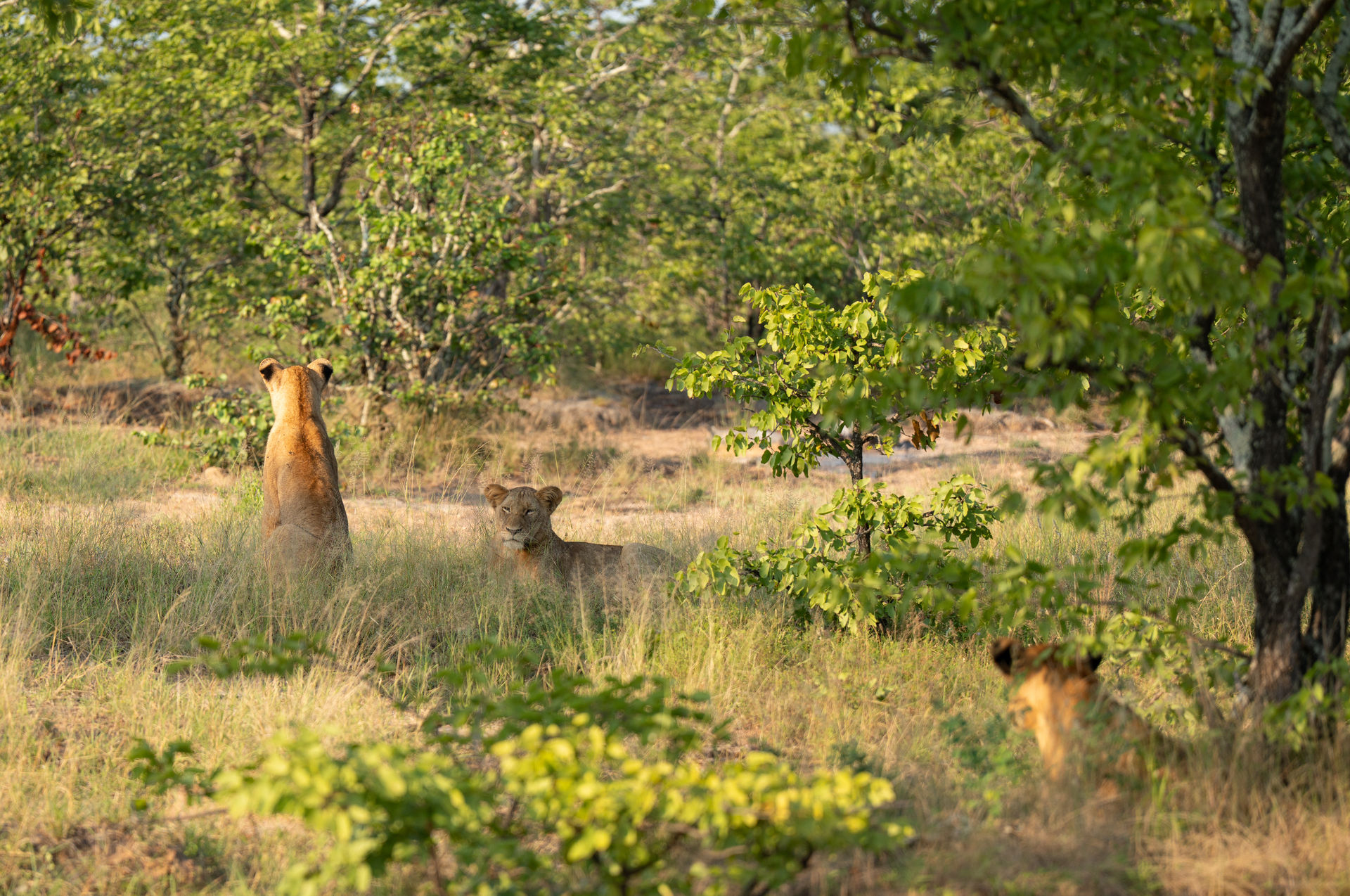 Safari Abenteuer