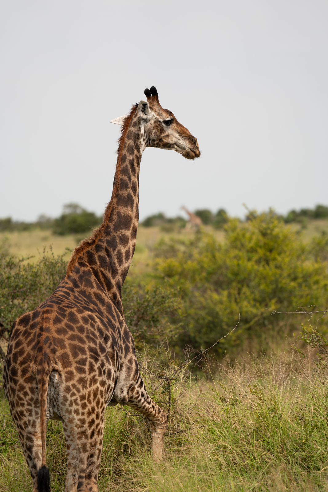 Safari Klarheit