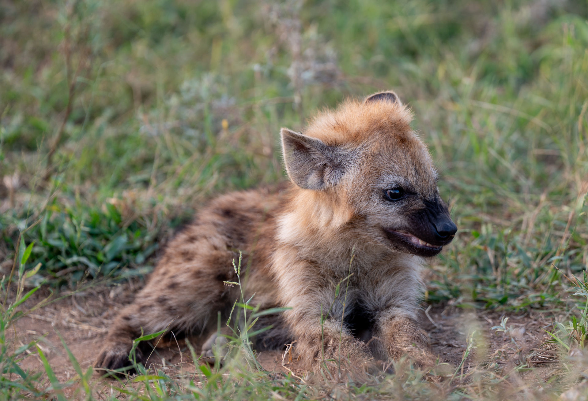 Safari Wildnis Pur