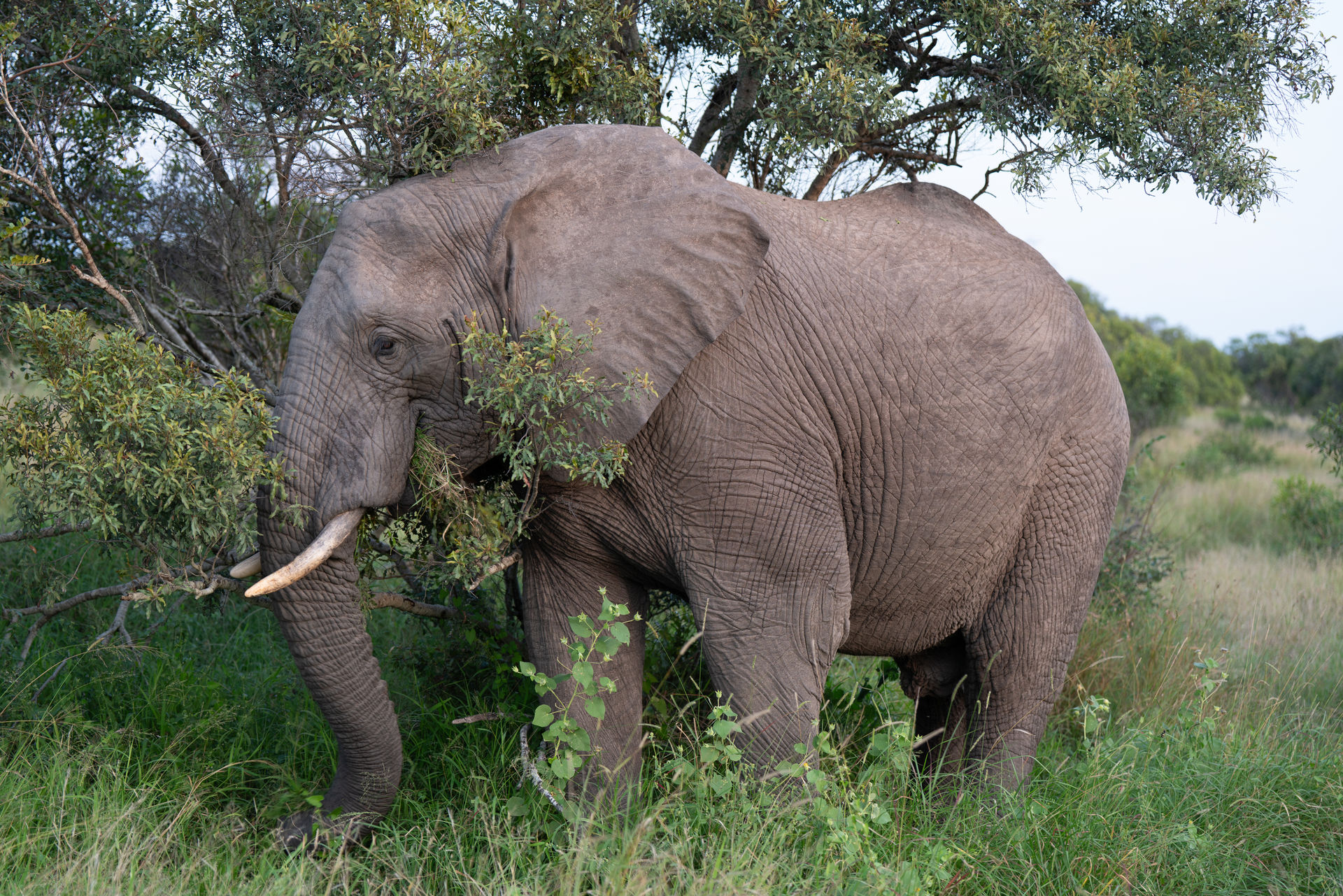 Safari Magie