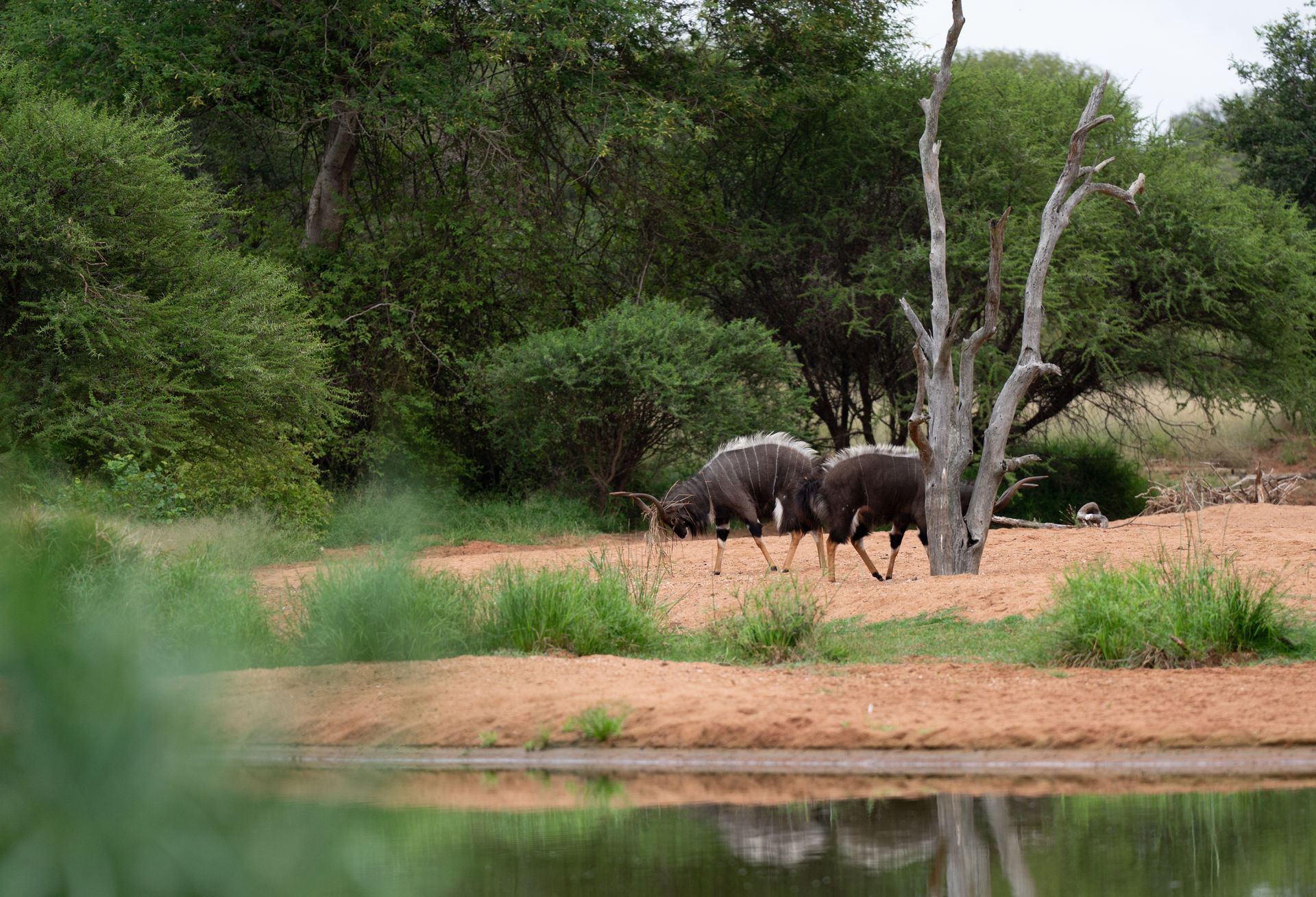 Safari Landschaft