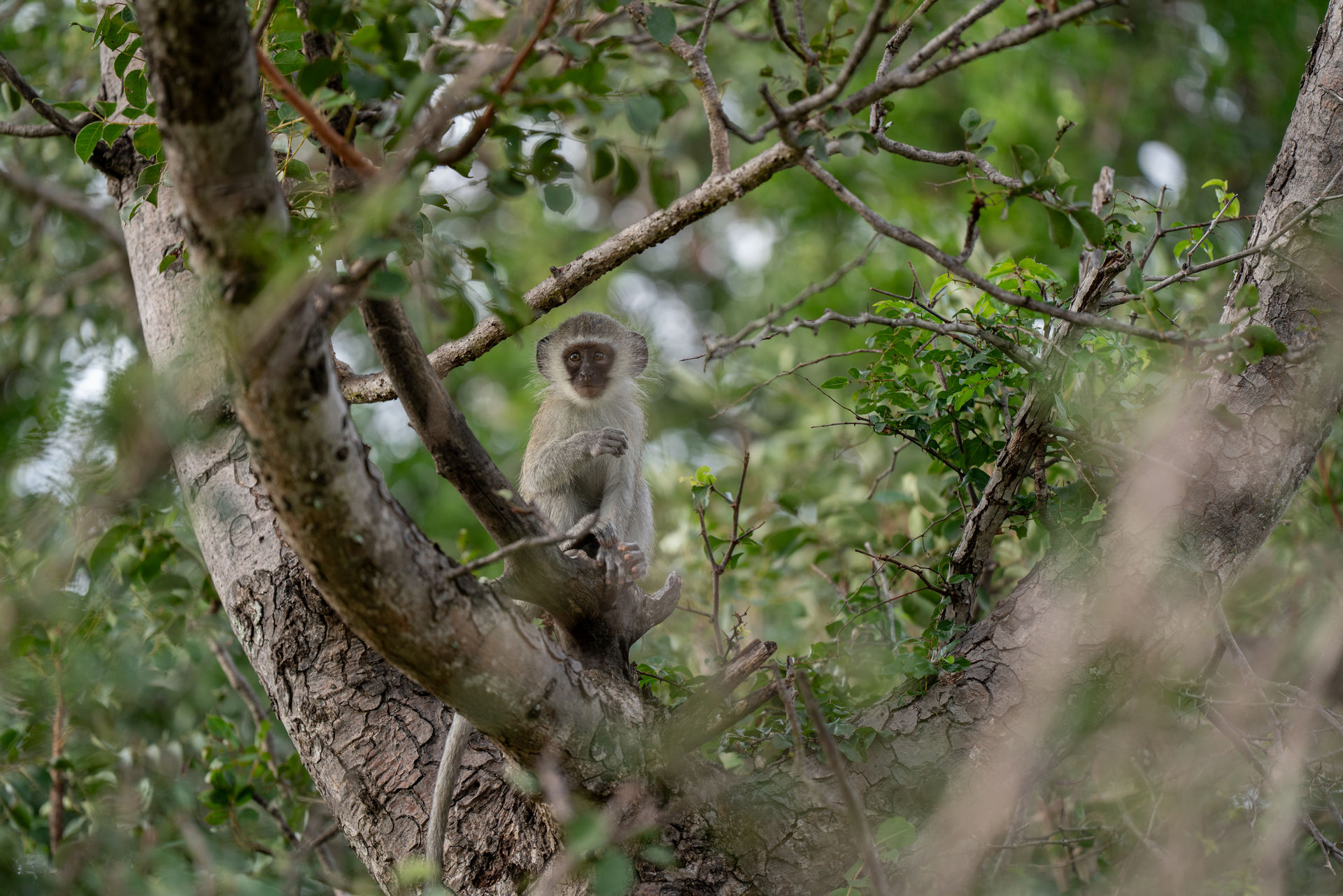 Affe im Baum