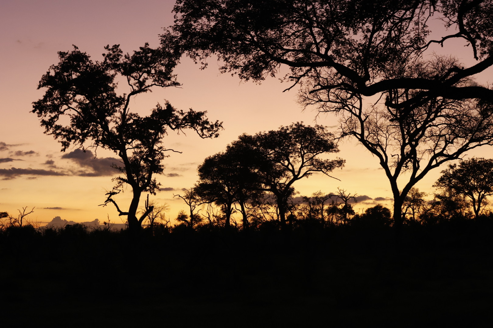 Sonnenuntergang Savanne