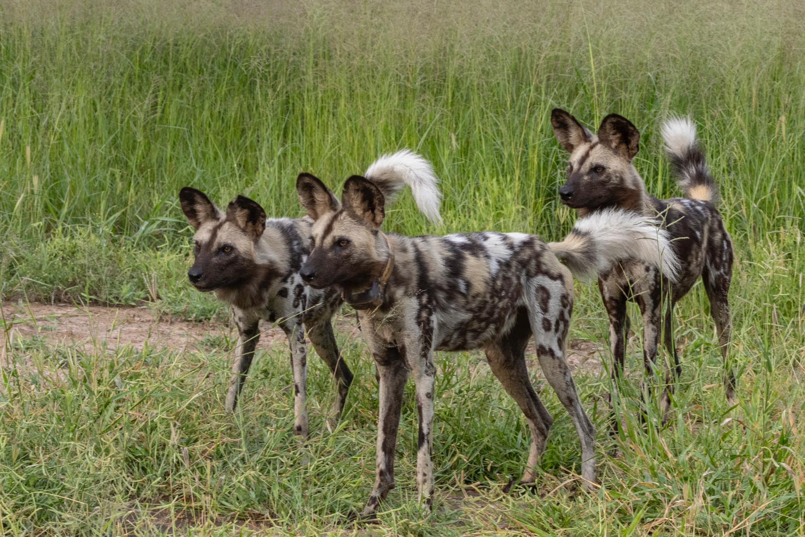 Wildhunde-Rudel